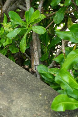 Sri Lanka 'daki sincaplar veya palmiye sincapları