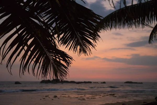 Palmiers sur fond de coucher de soleil et de mer — Photo