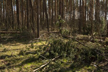 Mavi gökyüzüne karşı çam ormanı