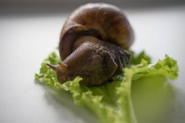 Achatina büyük salyangoz marul yaprağına oturur.