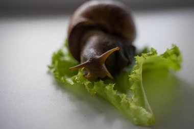 Achatina büyük salyangoz marul yaprağına oturur.