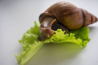 Achatina büyük salyangoz marul yaprağına oturur.