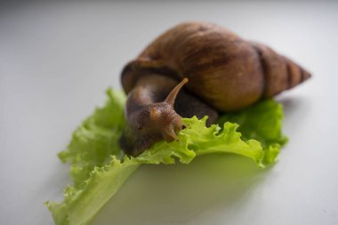 Achatina büyük salyangoz marul yaprağına oturur.