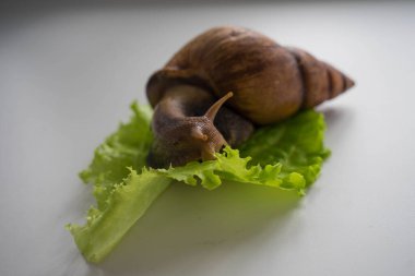 Achatina büyük salyangoz marul yaprağına oturur.