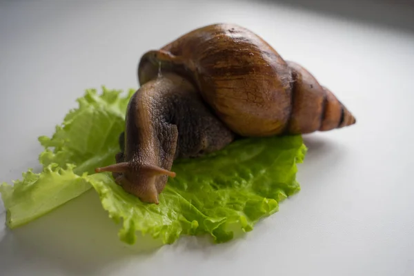 Achatina duży ślimak siedzi na liściu sałaty — Zdjęcie stockowe