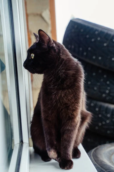 Gato negro con rayas en el cuerpo — Foto de Stock