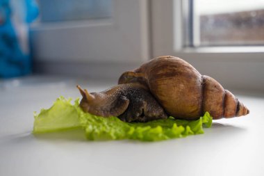 Achatina büyük salyangoz marul yaprağına oturur.