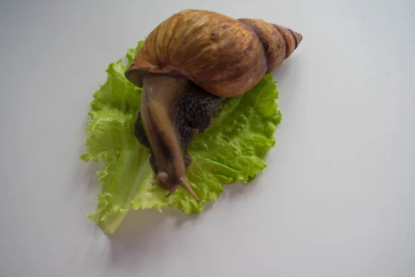 Achatina caracol grande se sienta en la hoja de lechuga — Foto de Stock