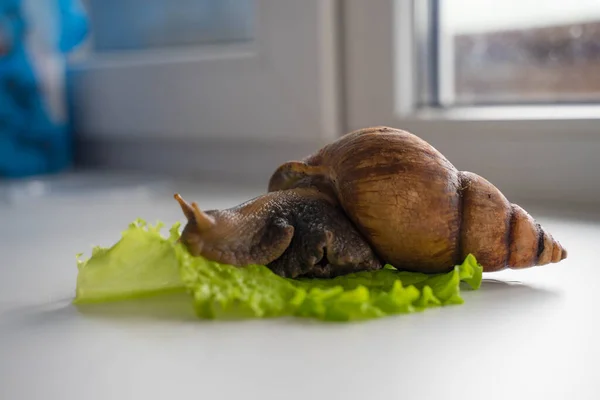 Achatina büyük salyangoz marul yaprağına oturur.
