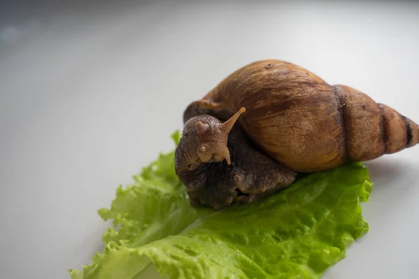 Achatina duży ślimak siedzi na liściu sałaty — Zdjęcie stockowe