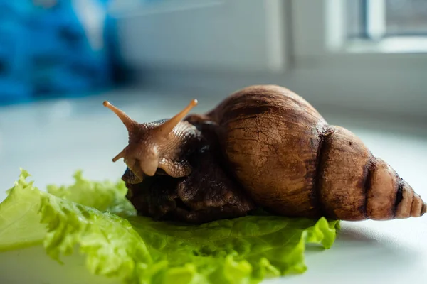 Achatina velký šnek sedí na listech salátu — Stock fotografie