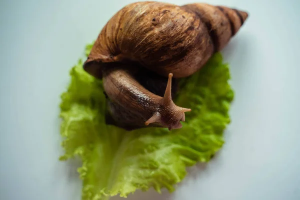 Achatina μεγάλο σαλιγκάρι κάθεται σε φύλλα μαρουλιού — Φωτογραφία Αρχείου