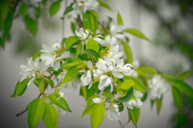 Çiçek ve tomurcuklarda elma ağacı