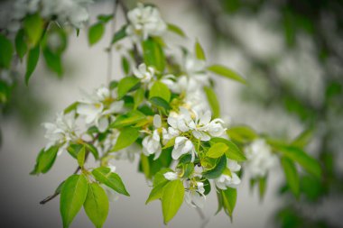 Çiçek ve tomurcuklarda elma ağacı