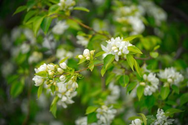Çiçek ve tomurcuklarda elma ağacı