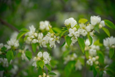 Çiçek ve tomurcuklarda elma ağacı