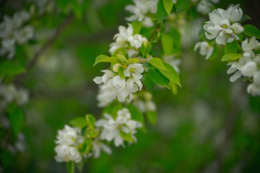 Çiçek ve tomurcuklarda elma ağacı