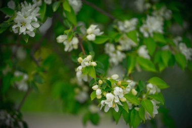 Çiçek ve tomurcuklarda elma ağacı