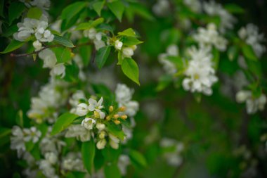 Çiçek ve tomurcuklarda elma ağacı
