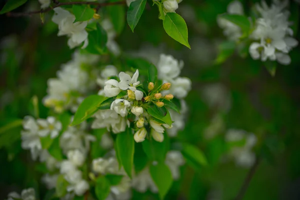 Çiçek ve tomurcuklarda elma ağacı — Stok fotoğraf