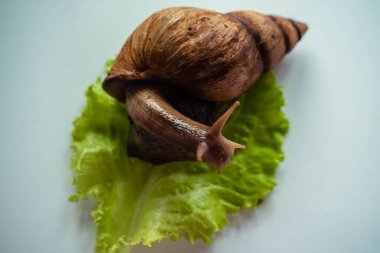 Achatina büyük salyangoz marul yaprağına oturur.