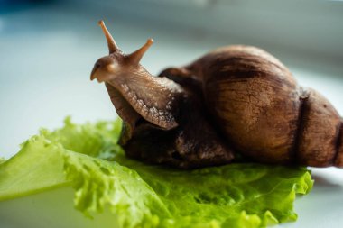Achatina büyük salyangoz marul yaprağına oturur.