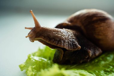 Achatina büyük salyangoz marul yaprağına oturur.