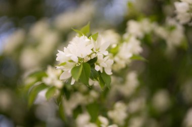 Beyaz çiçeklerdeki elma ağacı ve sarı tomurcuklar