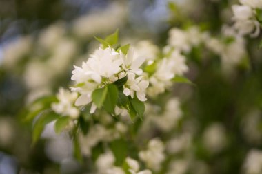 Beyaz çiçeklerdeki elma ağacı ve sarı tomurcuklar
