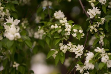 Beyaz çiçeklerdeki elma ağacı ve sarı tomurcuklar