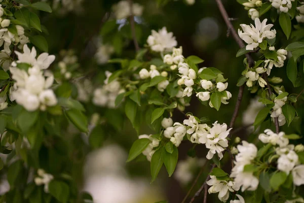 Beyaz çiçeklerdeki elma ağacı ve sarı tomurcuklar