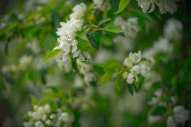 Baharda beyaz çiçekli yeşil elma ağacı