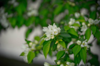 Baharda beyaz çiçekli yeşil elma ağacı