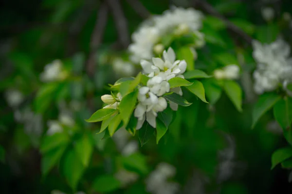 Πράσινη μηλιά με λευκά λουλούδια την άνοιξη — Φωτογραφία Αρχείου