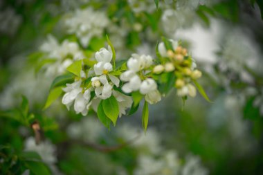 Beyaz çiçekli ve sarı tomurcuklu elma ağacı.