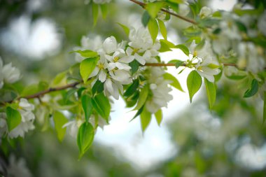 Beyaz çiçekli ve sarı tomurcuklu elma ağacı.