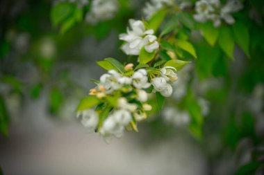 Beyaz çiçekli ve sarı tomurcuklu elma ağacı.