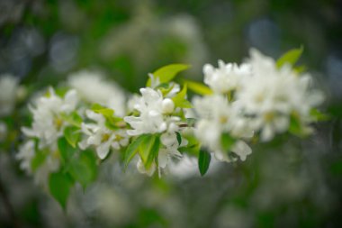 Beyaz çiçekli ve sarı tomurcuklu elma ağacı.