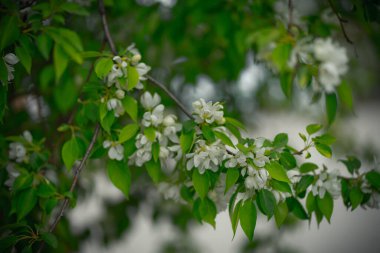 Beyaz çiçekli ve sarı tomurcuklu elma ağacı.