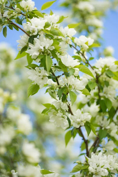 Manzano con flores blancas y brotes amarillos —  Fotos de Stock