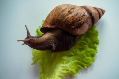 Achatina büyük salyangoz marul yaprağına oturur.