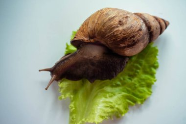 Achatina büyük salyangoz marul yaprağına oturur.