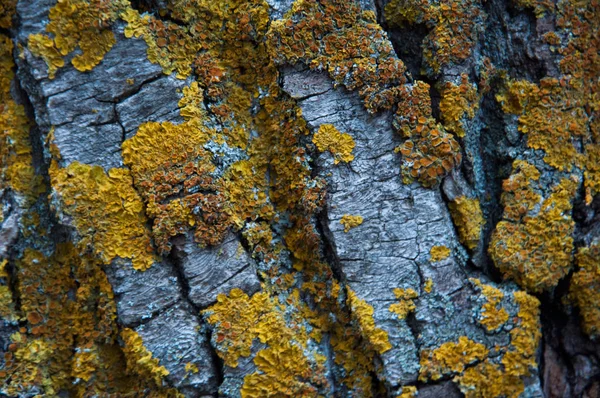 tree bark overgrown with yellow moss. texture