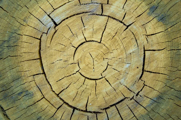 Großbaumschnitt Ringe Und Holzstruktur — Stockfoto