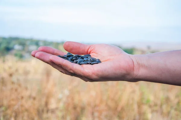 Schwarze Sonnenblumenkerne Der Hand Auf Der Handfläche Einer Frau — Stockfoto