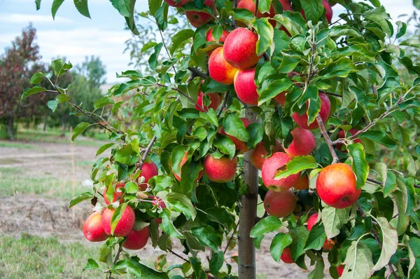 Ripe Fresh Red Apples Grow Branches Apple Garden — ストック写真