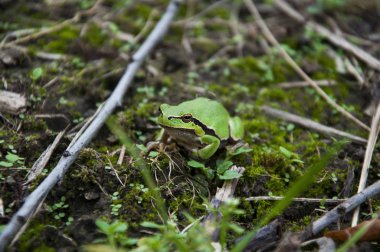 Küçük yeşil bir kurbağa çimlerin üzerinde oturuyor. Rayka.