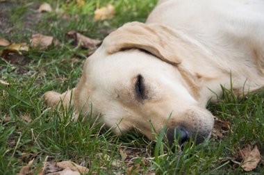 Labrador köpeği çimlerin üzerinde uyuyor. Yakın plan.