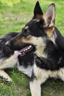 Köpek Alman çoban köpeği yeşil çimlerin üzerinde yatıyor..