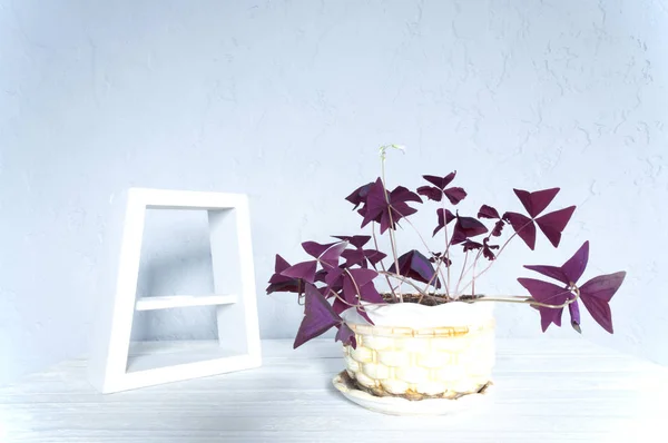 Весняна Композиція Ваза Рослинами Трикутної Кислоти Біла Рамка Квітковий Горщик — стокове фото